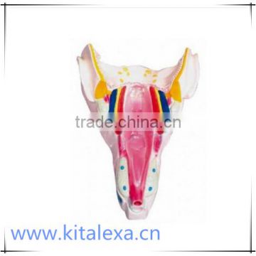 KA-TP0008 Muscle model of pharynx and larynx