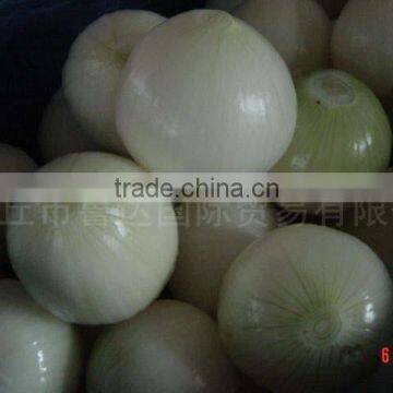 yellow onion big size