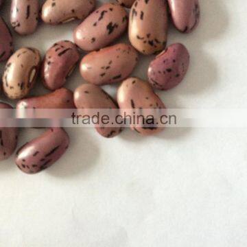 Speckled Kidney Bean photo-4