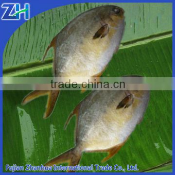 frozen golden pomfret fish fresh new stock!