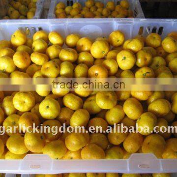 Nanfeng Baby Mandarin