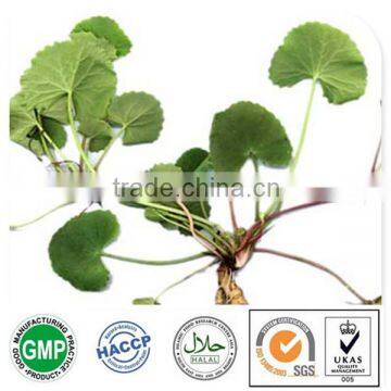 Triterpenes Gotu Kola Extract, Gotu Kola Leaf Extract, Gotu Kola Extract 40%