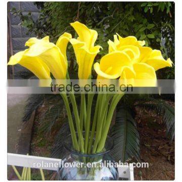 Indevidually Wrapped Export Yellow Bright Color Fresh Cut Calla Flower for Decoration photo-5