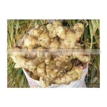 High Quality Organic Fresh Ginger Cheap Price