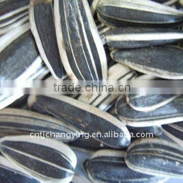 Raw American Sunflower Seeds 5009