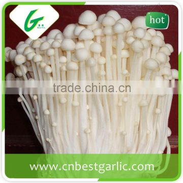 Dried fresh enoki mushroom