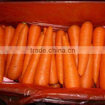 China Fresh Carrots for sale