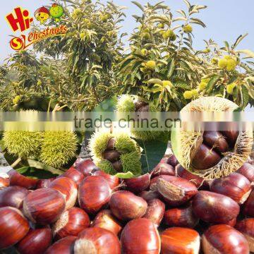 ROASTED RINGENT CHESTNUTS SNACKS Healthy Nuts Snacks For Sale photo-6