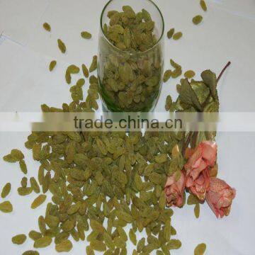 clean 80 % new season green raisin to sale