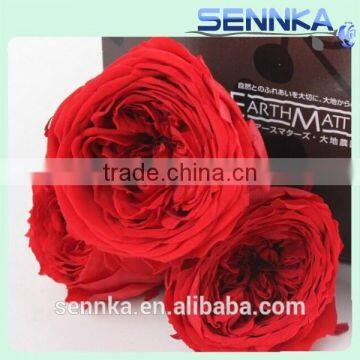 cheap Natural preserved flowers fresh red rose austin wholesal flower from Kunming planting base