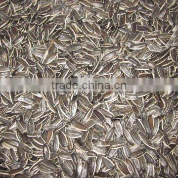 Chinese Sunflower seeds