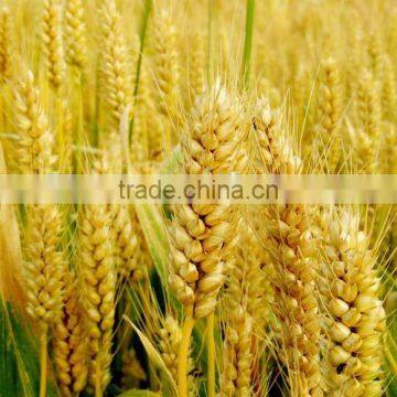 Wheat Gluten Meal Factory Price