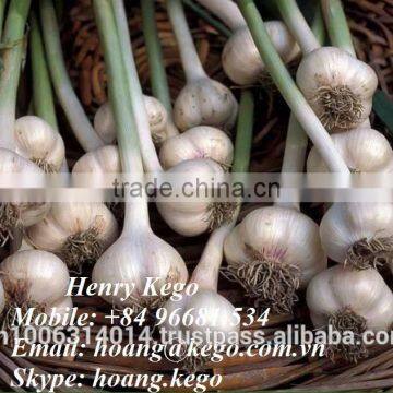 Fresh White Garlic Crop 2016 photo-5