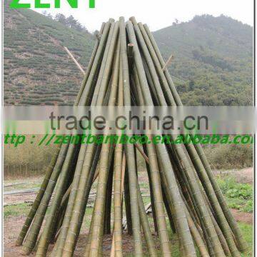 ZENT-104 large bamboo pole agricultural bamboo poles cheap