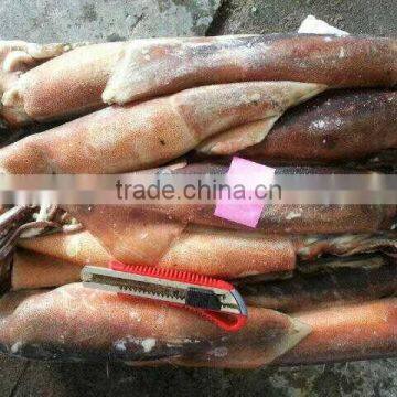 Frozen whole and round illex squid 150-200