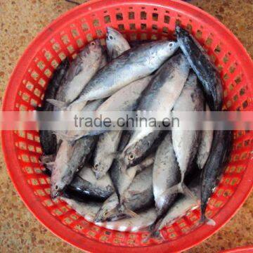 Frozen Whole Round Bonito Tuna photo-5