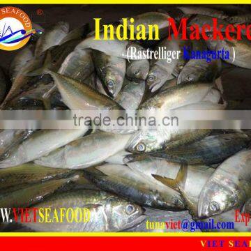 FROZEN INDIAN MACKEREL