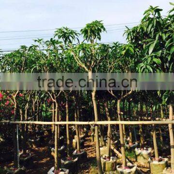 Mangifera Indica ( Mango Tree ) Tropical Plants photo-3