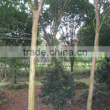 Lagerstroemia Indica Field in the North photo-2