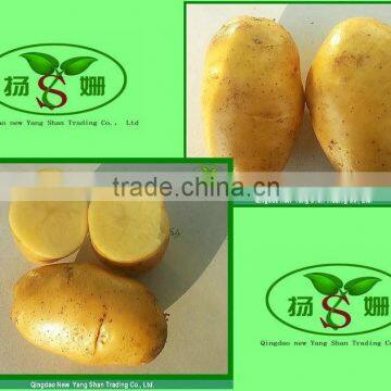 Sell Potatoes With Bright Yellow Skin And Yellow Flesh