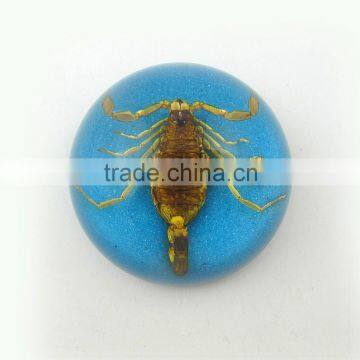 2016 new style business particularly paperweight with real insect scorpion