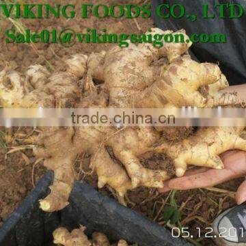 FRESH GINGER _ HIGH QUALITY photo-3