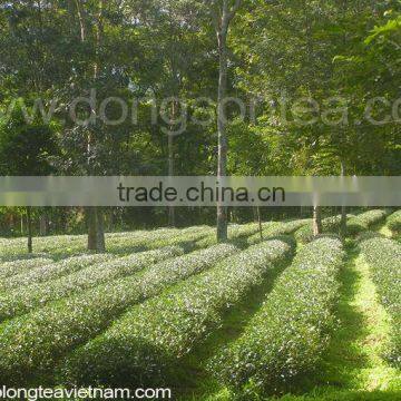 Viet Nam High Mountain Jin Xuan Oolong Tea photo-5