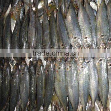 Indo pacific mackerel ( short body mackerel)