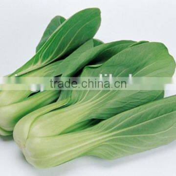 High Quality Fresh Organic Chinese cabbage for sale