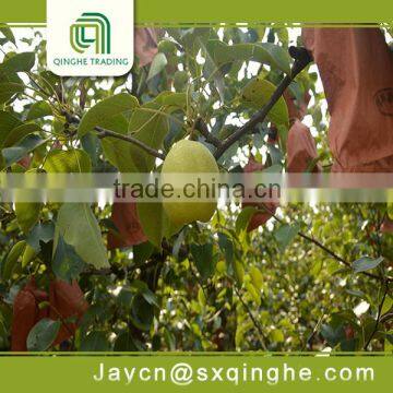 china fruit su pear early mature competitive price