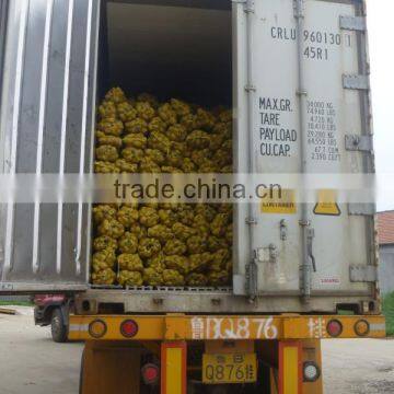 fresh potatoes exporters