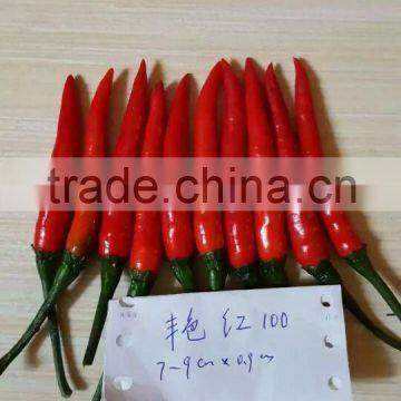 Hybrid F1 Red Hot Pepper Seeds Chili Seeds For Sale-Brightness Red 100 photo-3