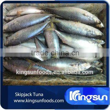 Export whole round seafood fish wholesale frozen skipjack sea food tuna price kingsun foods