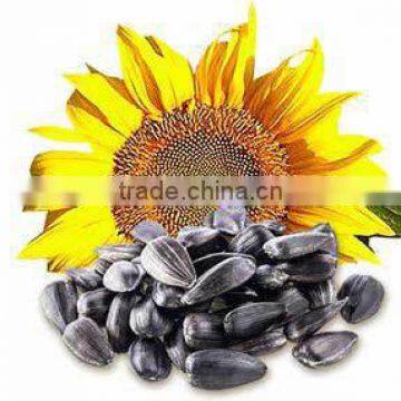 SUNFLOWER OIL SEEDS