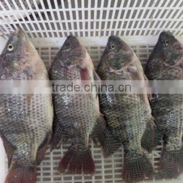 BQF Good Quality Tilapia Whole Round 200-300g 300-500g photo-2
