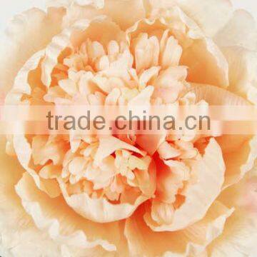 impressive fashion style silk hot peach peonies