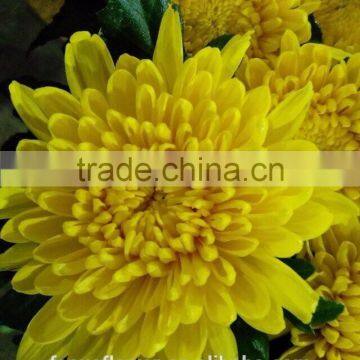 Good Quality Fresh Flower Chrysanthemum for Funeral