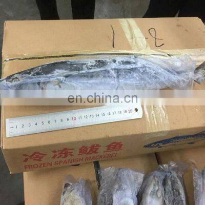 Fresh Seafood Scientific Name of Spanish Mackerel photo-3