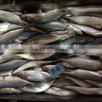 China landing frozen horse mackerel with size 70 - 90 / pcs