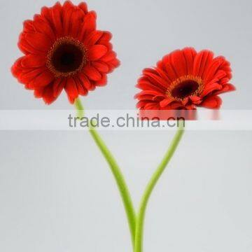 Durable Savanna red gerbera flower