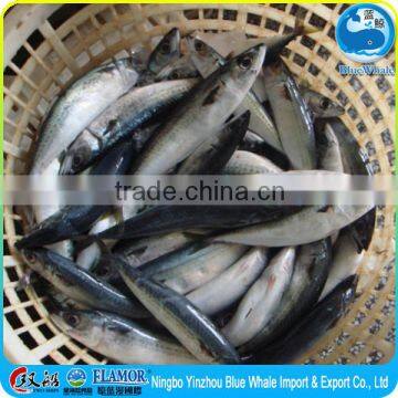 Frozen pacific mackerel 6-8pcs/kg