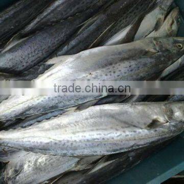 frozen Spanish mackerel