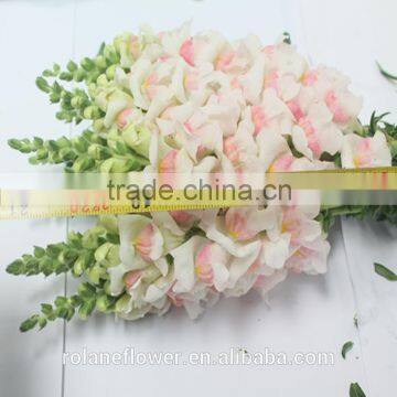 export fresh cut Multi-Colored antirrhinum flowers with cheap price