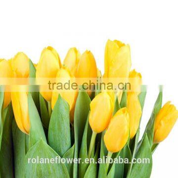 Holland Fresh Yellow Tulip Cut Flower From Kunming Yunnan photo-5