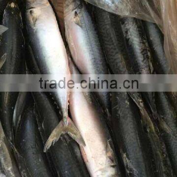 frozen pacific mackerel