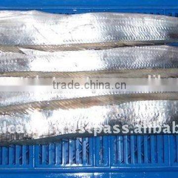 FROZEN RIBBONFISH "AA' GRADE