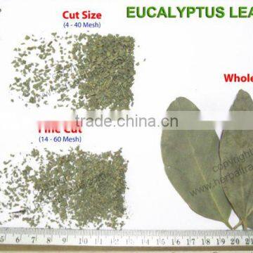 EUCALYPTUS LEAVES