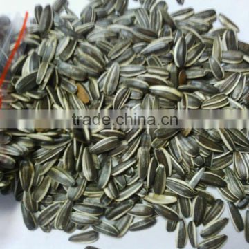 sunflower seed in shell raw