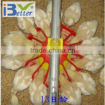 BT factory poultry chicken farm for broiler chicken