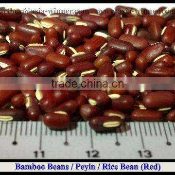 Bamboo Beans [ Red ]